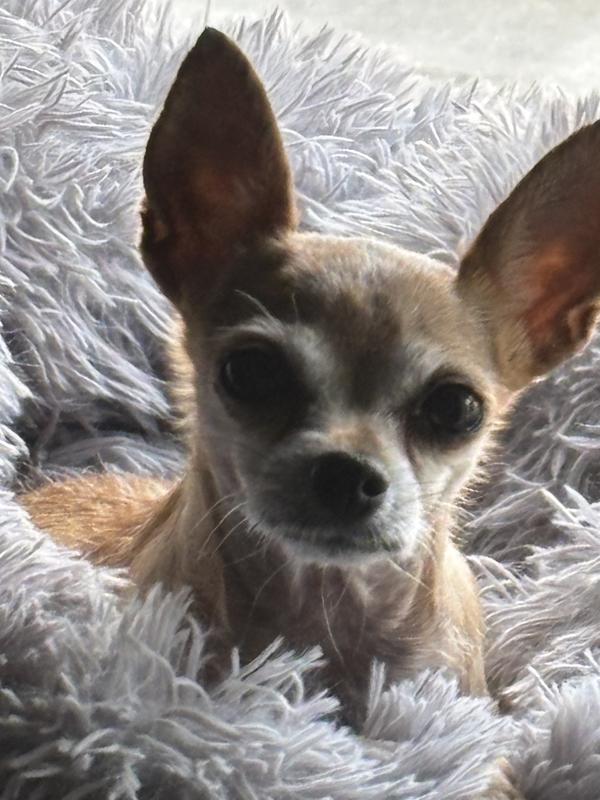 ❤️ Thank you CHEWY ❣️