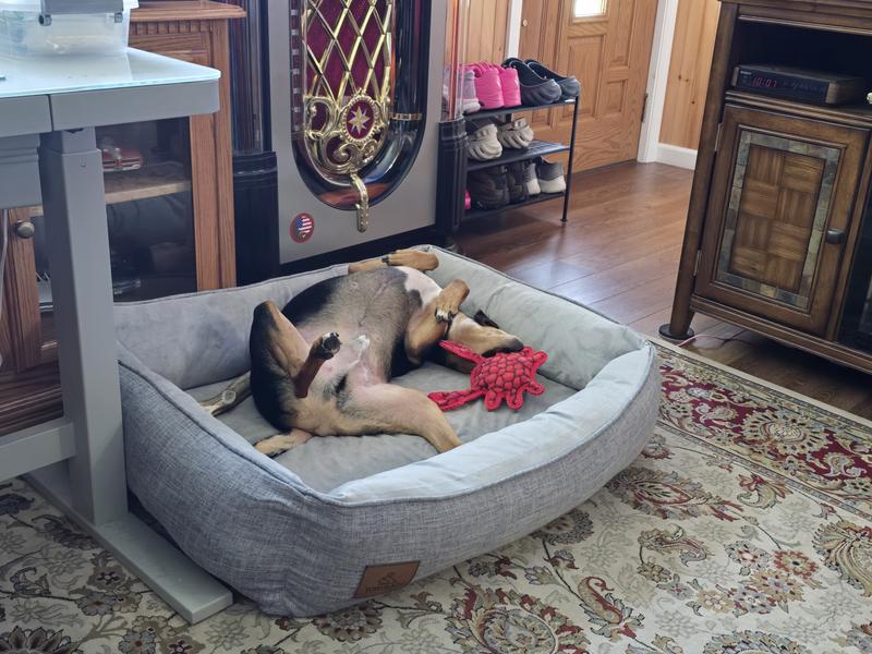 Murray appreciating his first dog bed.