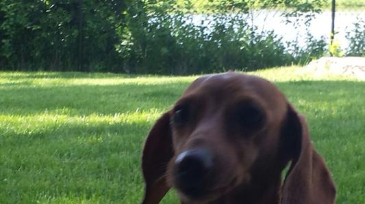 Elsa Loves Hare of the Dog Rabbit Jerky!!!