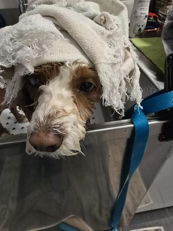 Stella - I just washed my ears and can't do a thing with them