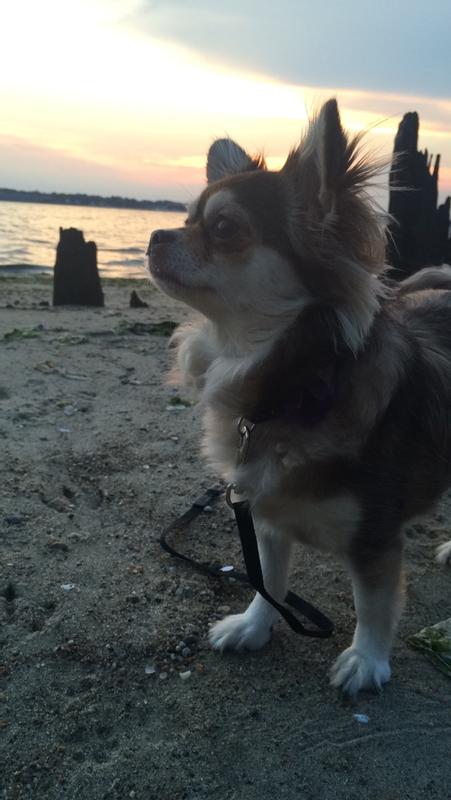 Lilly - 11 yr old chi
