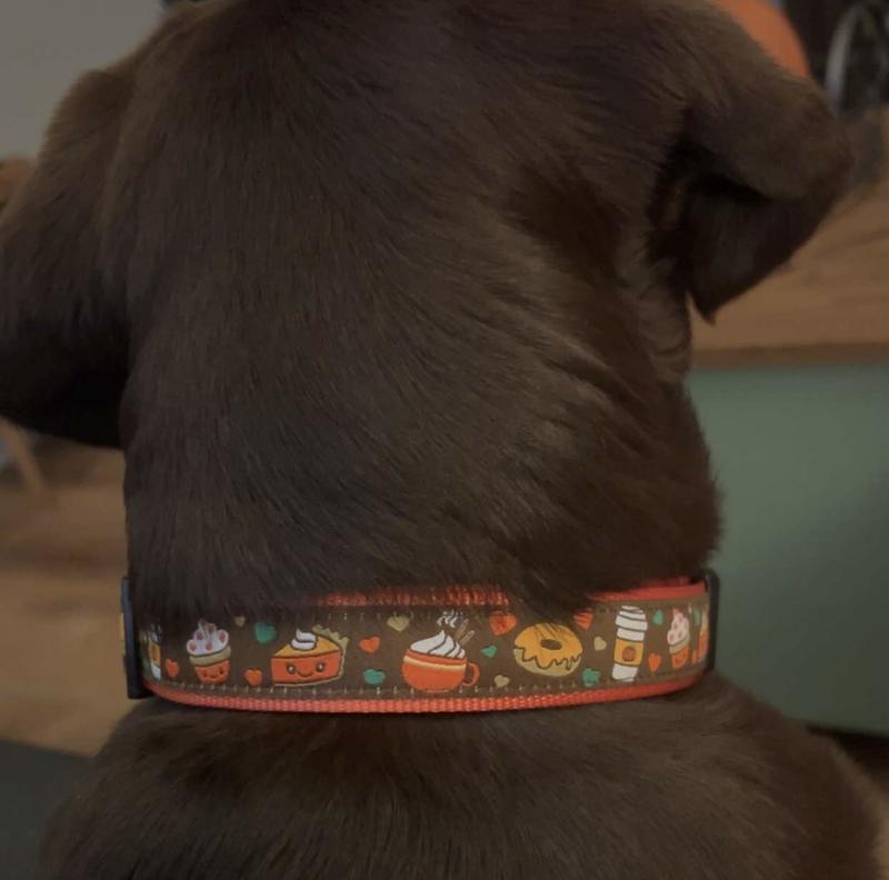 Ivy wearing an XL as a 60 pound pup