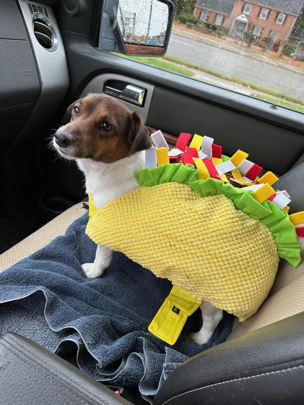 Taco Tuesday Dog!