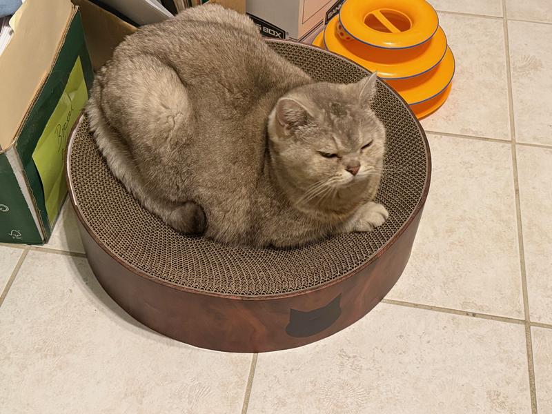 Smooch in his happy place.