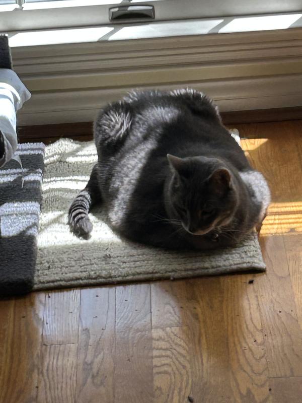 Our starving boy waiting for his Science Diet dinner!