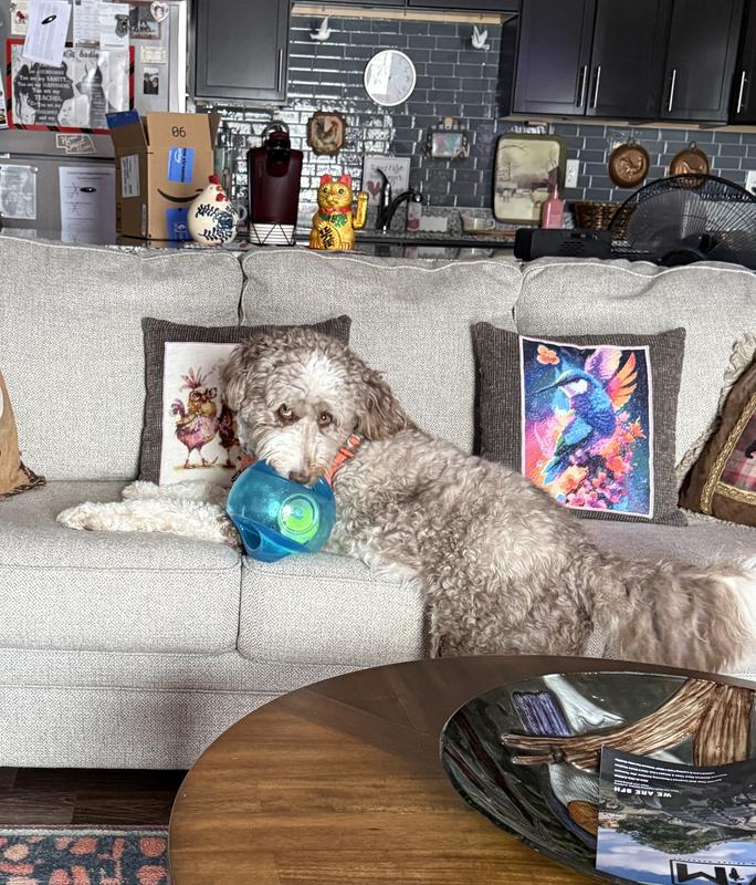 Happy puppy with her new kong ball toy