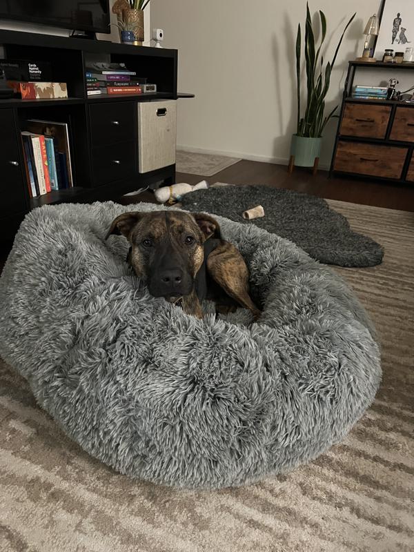 Gus is 45 lbs and nests/fits in a Large perfectly
