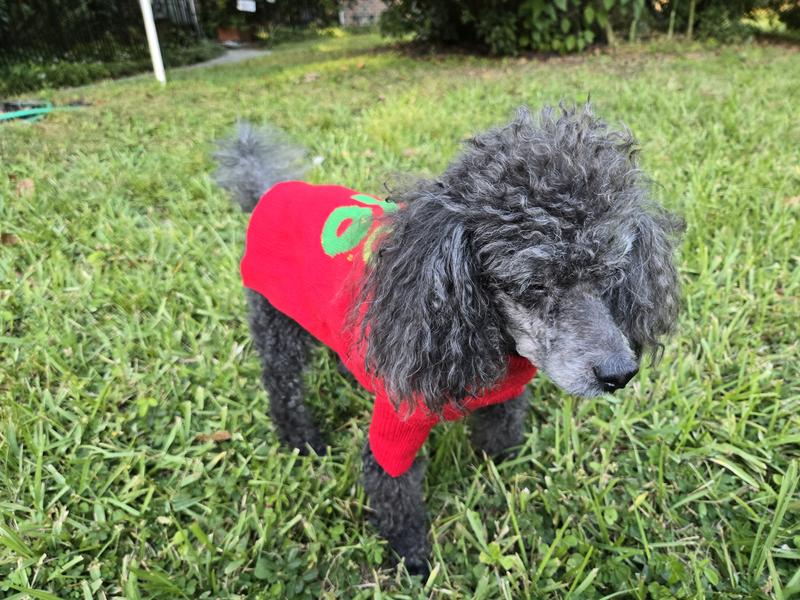 Mac (13 yo miniature poodle) showing off his sweater