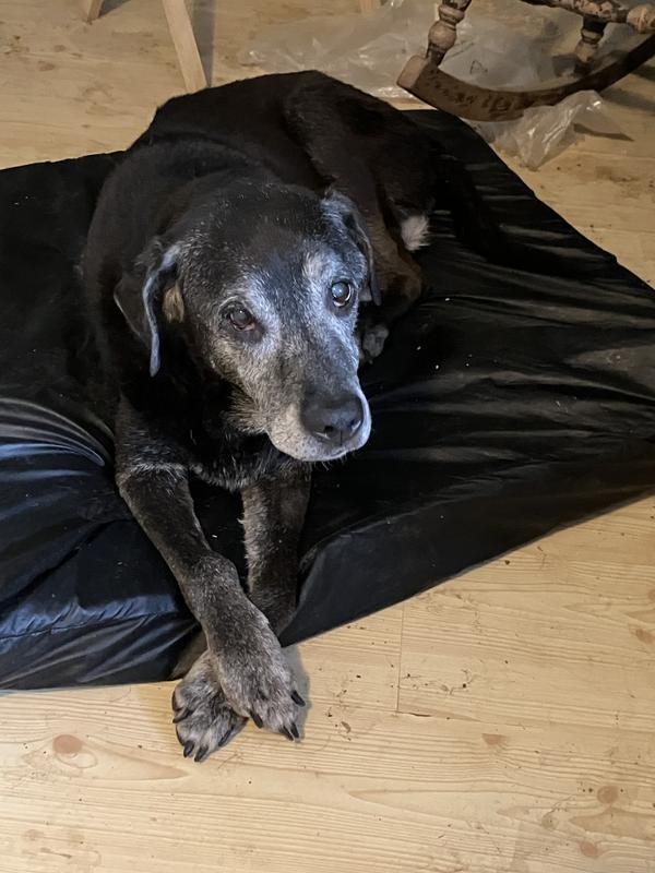 Sadie, a few days before she passed away.  Love this girl still.