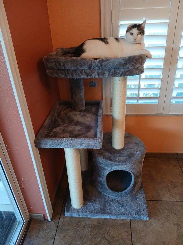 Finch right after the cat tree was assembled.
