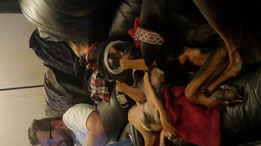 Our new pup Tobi with our older pup Zeke.