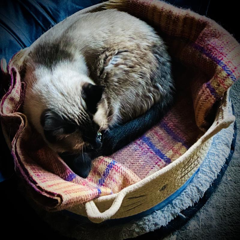 Pequena is fighting an eye virus so she really appreciates a soft & warm bed right now