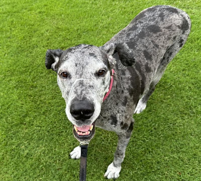 Biscuit Please Dad🐾🐾