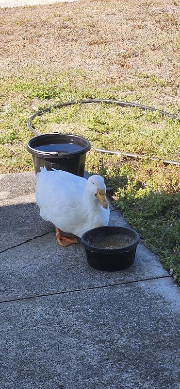 Daisy eating breakfast