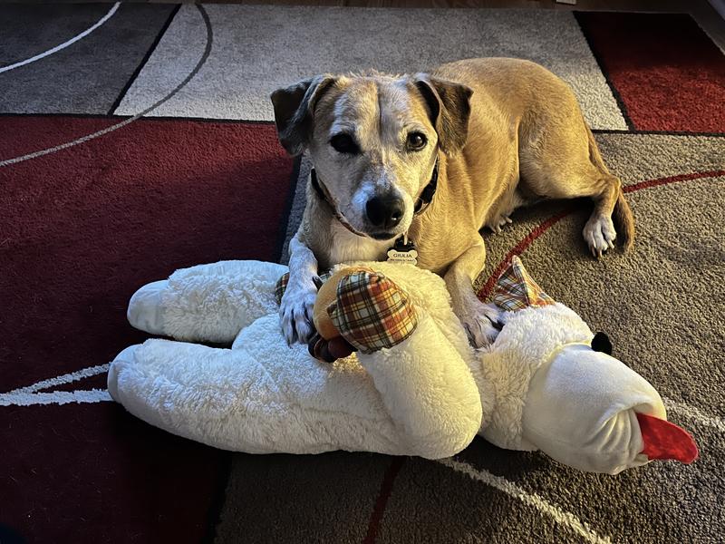 My dog, Giulia is feeling much better since recovering from her visits to the ER.