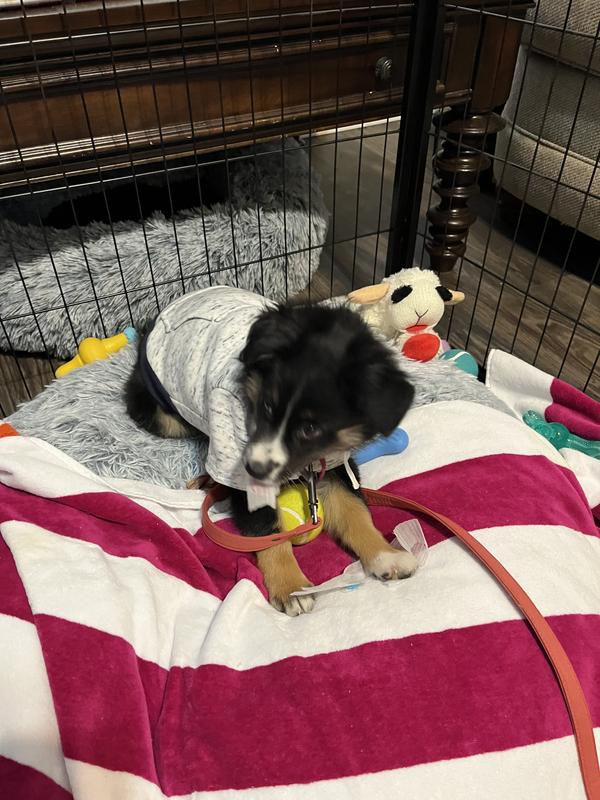 Dressed up for Dr Chip