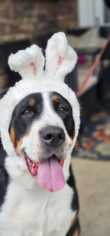 Glimmer in her ears. She does get paid in treats for her photoshoots.