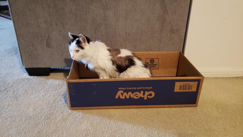 Cats like Box Best