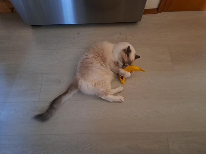 Cupid gets his new toy