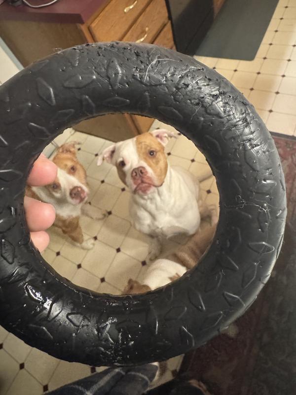 Small holes but no tearing or bits coming off. Toad chewed on this for about 2-3 hours off and on. Overall happy