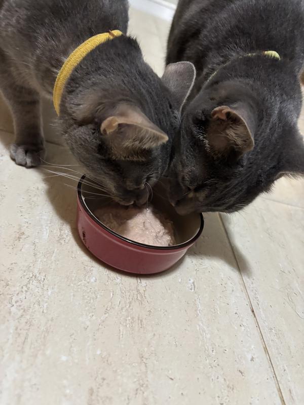 My other cats enjoying the food