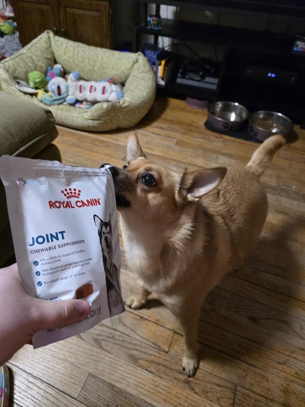 Sunny wanting her daily Joint treat!