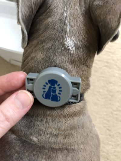 Size of portion pro tag to our 26lb whippets neck
