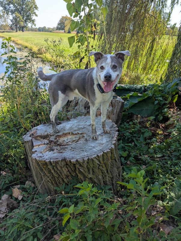 Pup on a stump with muddy paws