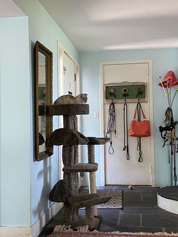 Best cat tree. We own 4!