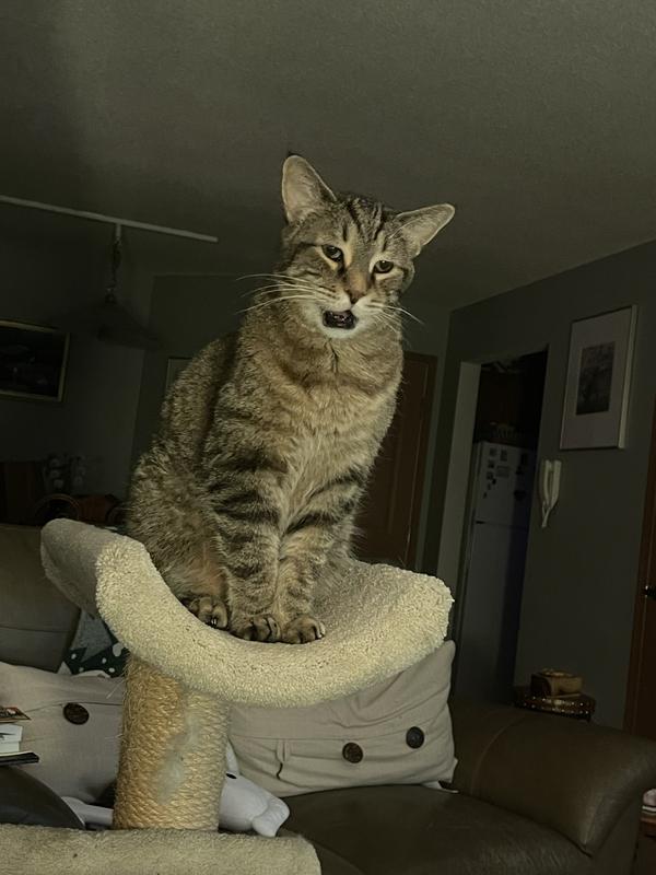 Surveying his kingdom