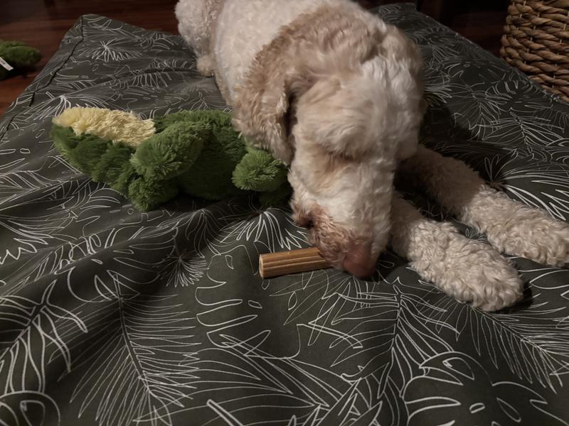 Pups enjoying a new treat!