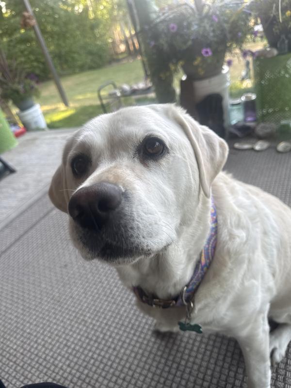 Where did I purchase my fabulous new collar? At Chewy, of course. 😎