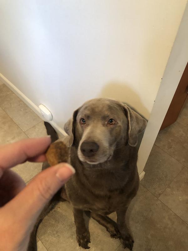 Smokey waiting for his treat