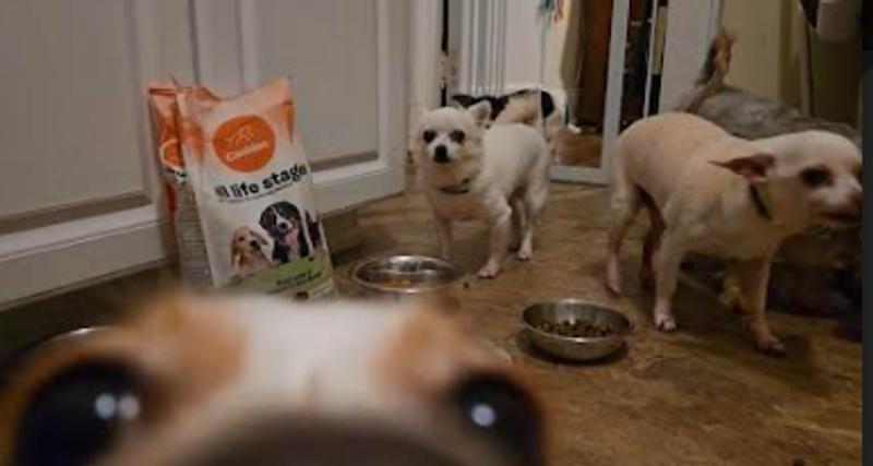 They all come running