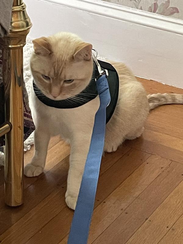 Cat hotsell harness chewy