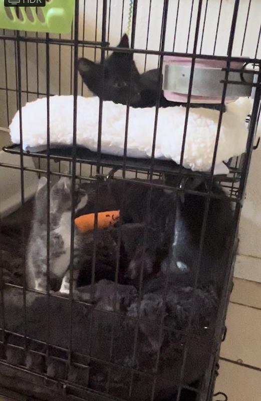 FRISCO Collapsible Wire Cat Cage Playpen