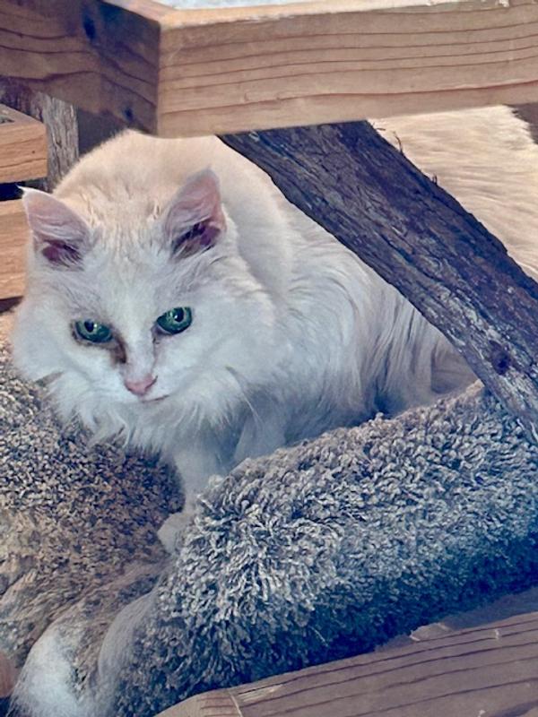 Rolo before Skout's Honor HydroClear Eye Wash