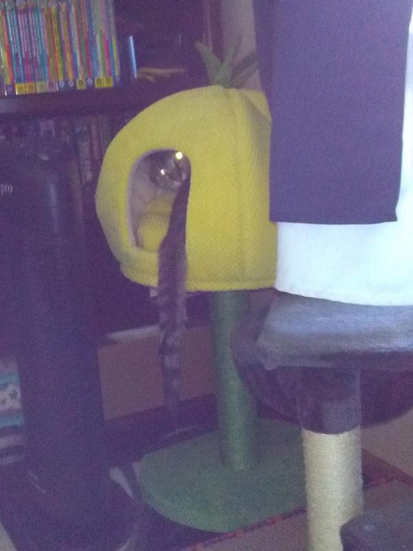 Who, me? No, I'm not trying to rip up the pillow!