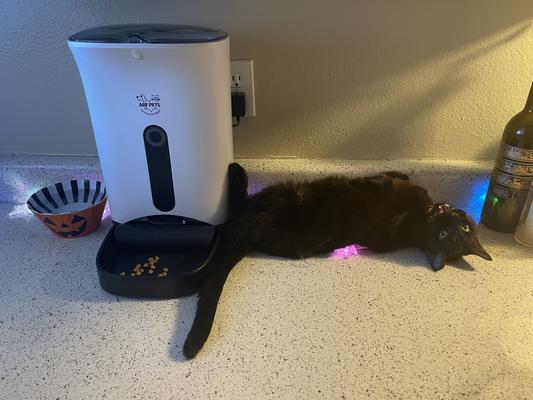 Arf Pets Automatic Pet Feeder Review 2022