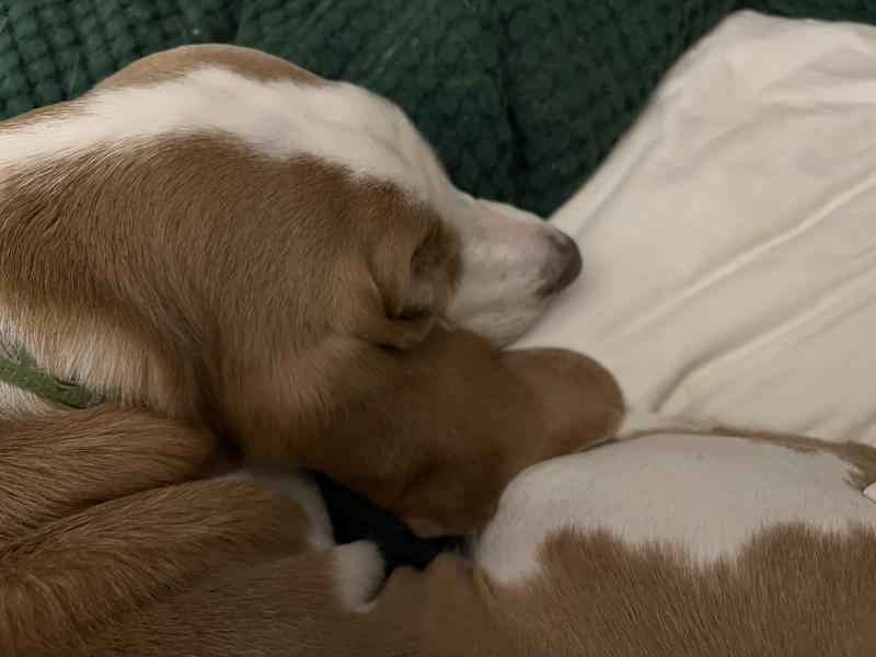 She rolls right up and goes to sleep after I clean her ears.