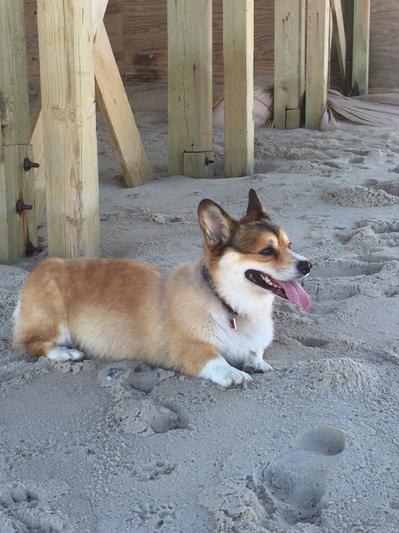 Micky at the beach