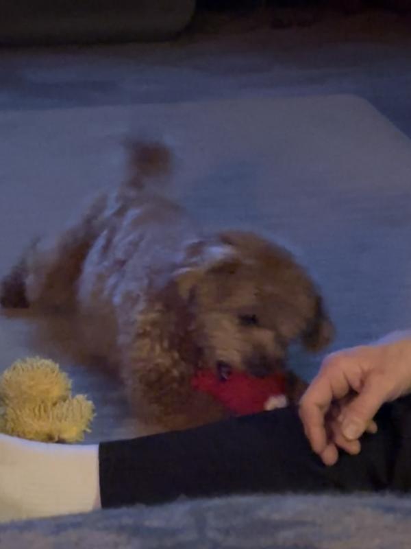 Playtime with Lobster!