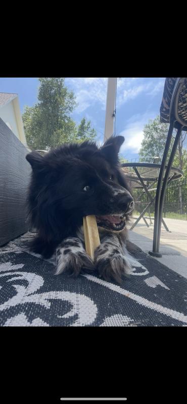 Chow mix, Bear Bear (has bad teeth), loving the chew