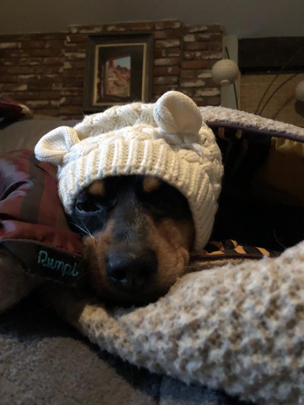 Pup Crew Polar Bear Dog & Cat Scarf Sweater