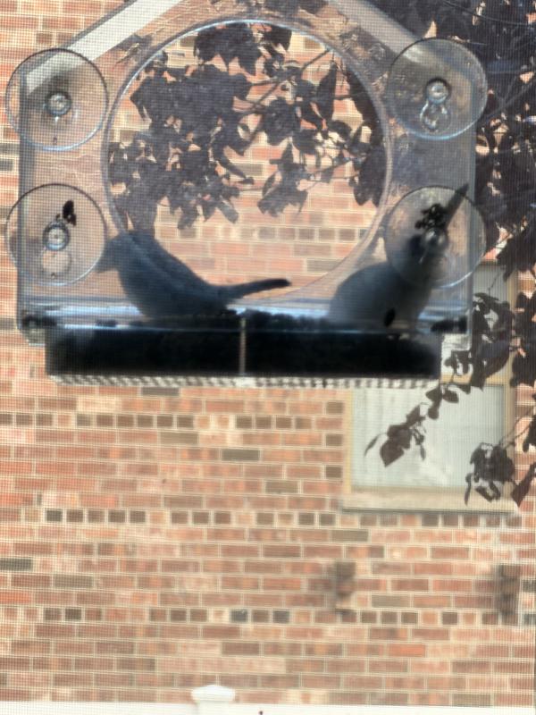 The birds are loving the seed!