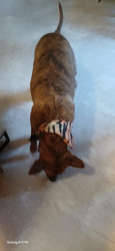 Doof running to grab the little heart shaped nibble.