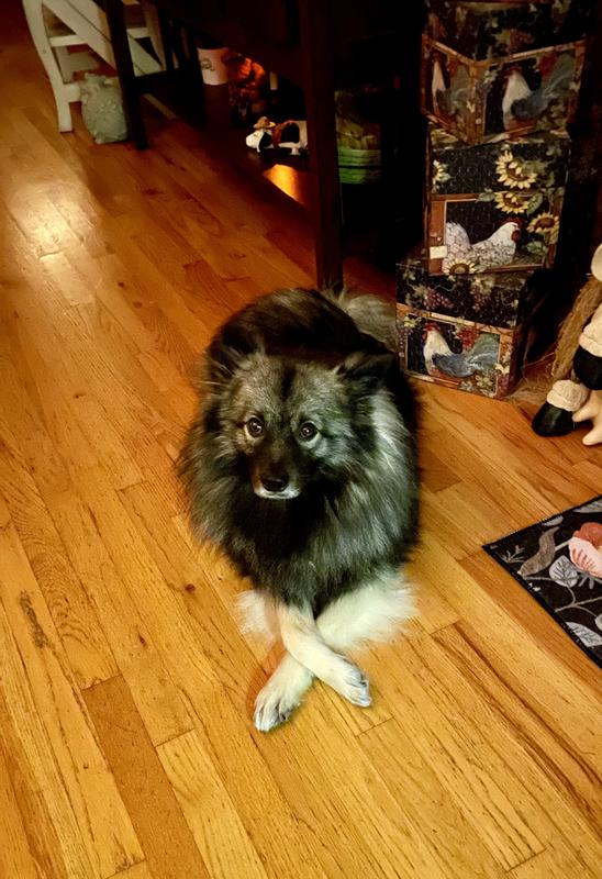 Koda all soft & smelling like the tropics!