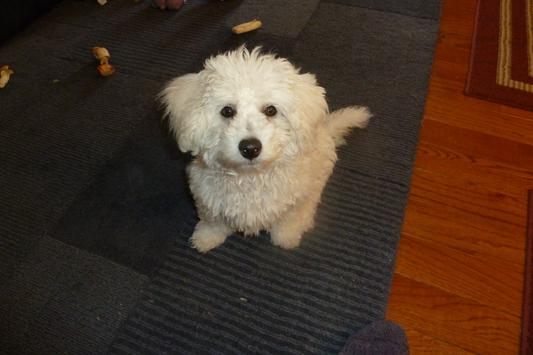 That is our Buttons!