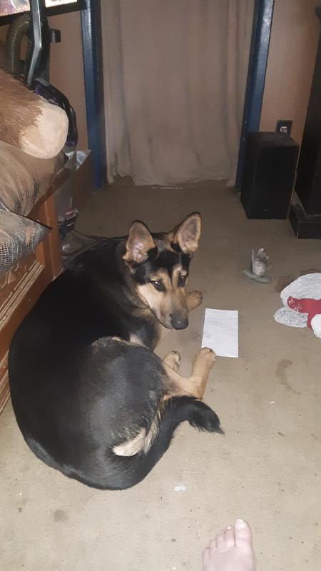 FRISCO Duck Plush Squeaky Dog Toy, Small/Medium - Chewy.com