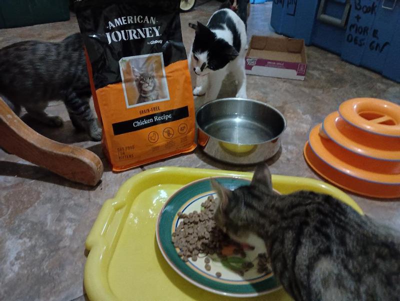 Mama likes it! Kittens sniff before they eat.